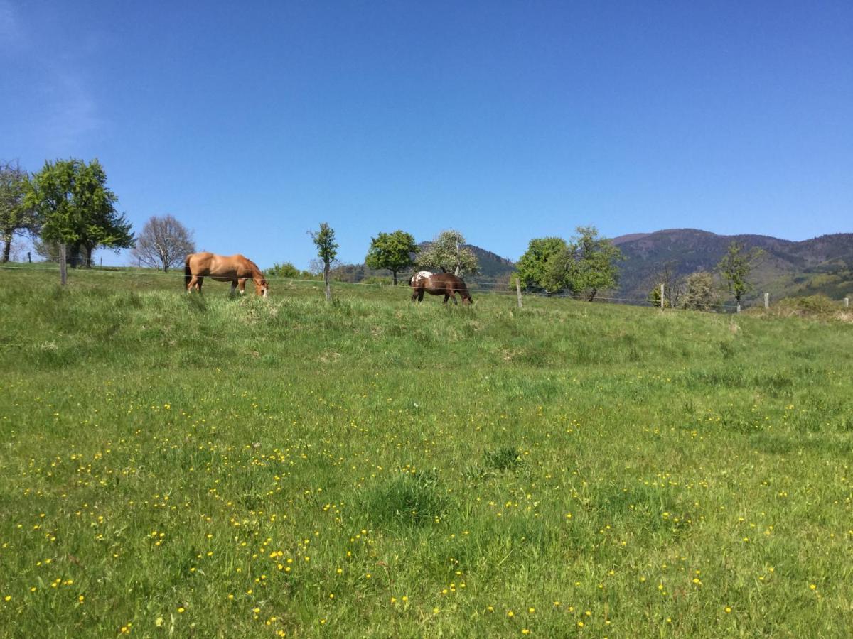 Gîte Léonline sur les hauteurs de Masevaux -au pied des Vosges Extérieur photo