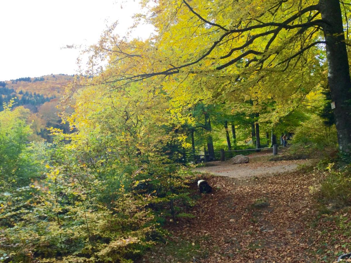 Gîte Léonline sur les hauteurs de Masevaux -au pied des Vosges Extérieur photo