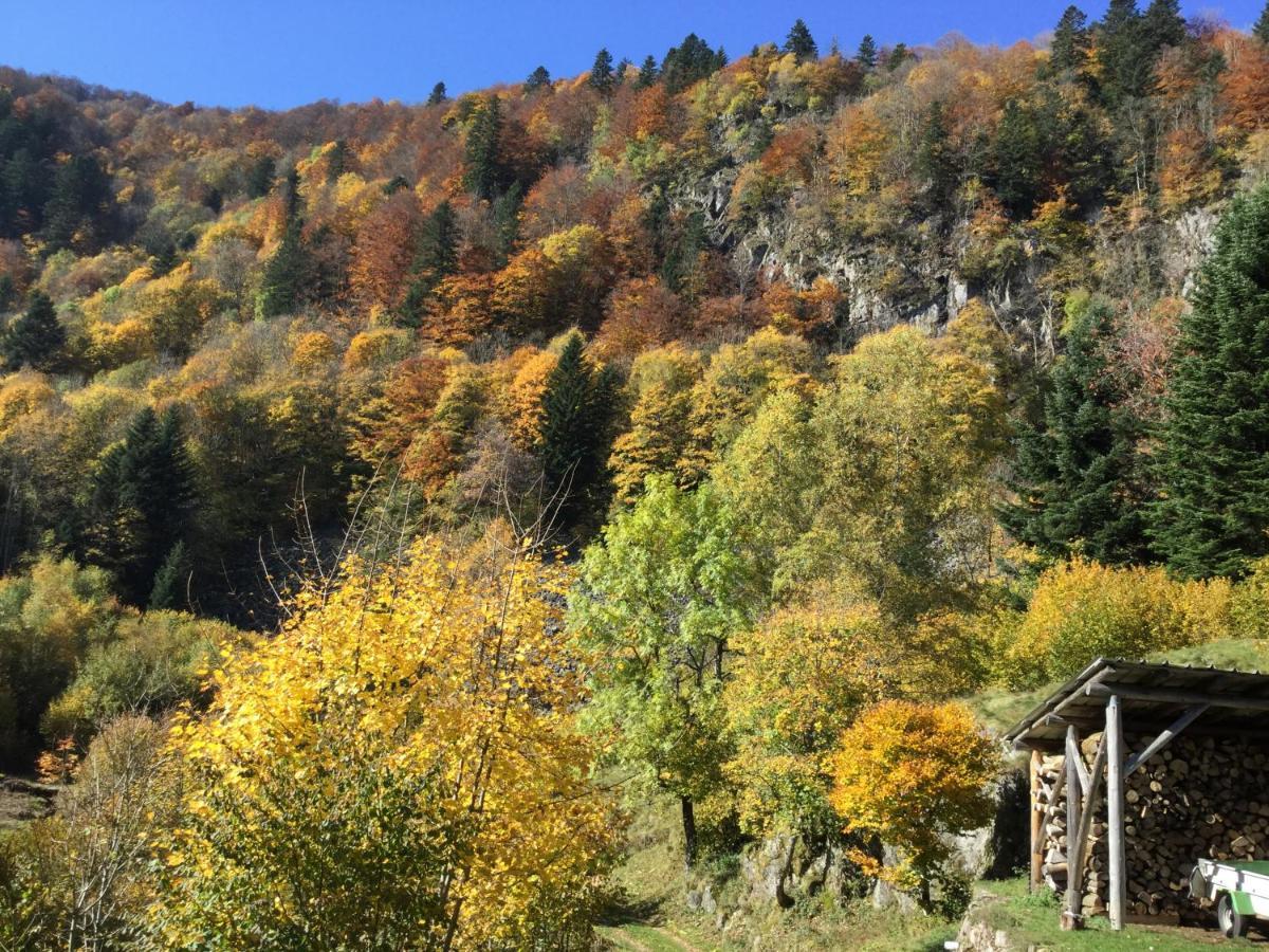 Gîte Léonline sur les hauteurs de Masevaux -au pied des Vosges Extérieur photo